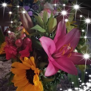 Meet your Posher, Shelby